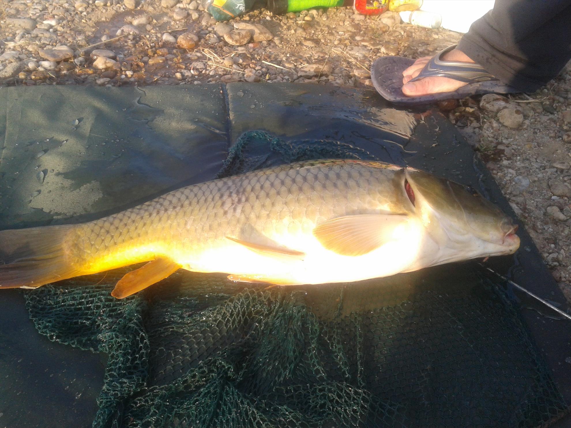 Pescuit la Crap - Iulie 2013